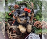 Small #4 Shorkie Tzu-Yorkshire Terrier Mix