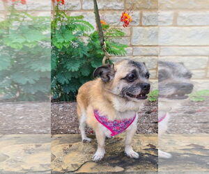 Sushi - Female Pug-Shih Tzu Mix Dog for Adoption - Photo #2