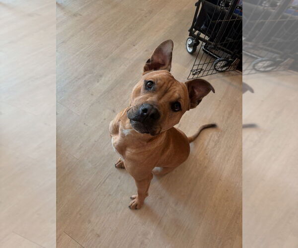 Medium Photo #3 American Pit Bull Terrier Puppy For Sale in Candler, NC, USA