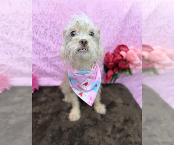 Medium Photo #2 Chihuahua-Unknown Mix Puppy For Sale in Aurora, CO, USA