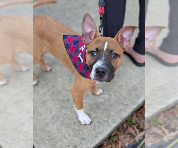 Medium Photo #3 American Pit Bull Terrier-Unknown Mix Puppy For Sale in Holly Springs, NC, USA