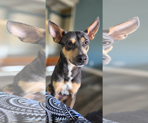 Mutt Dogs for adoption in Morganville, NJ, USA