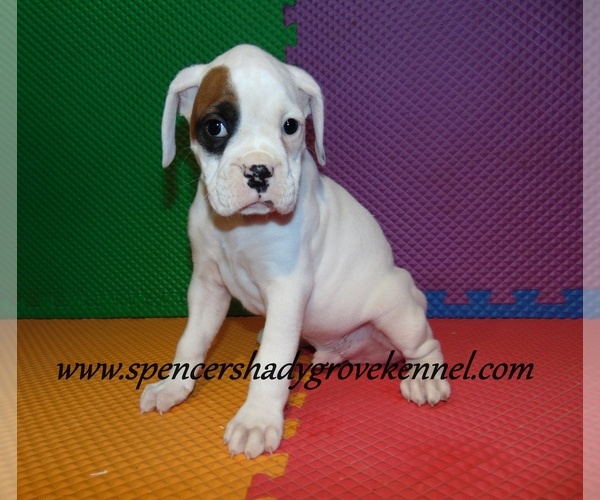 Medium Photo #12 Boxer Puppy For Sale in CABOOL, MO, USA