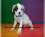 Small #11 Boxer