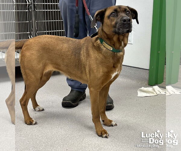 Medium Photo #2 Labrador Retriever-Unknown Mix Puppy For Sale in Washington, DC, USA