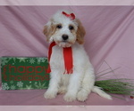 Small Photo #1 Goldendoodle (Miniature) Puppy For Sale in MILLERSBURG, OH, USA