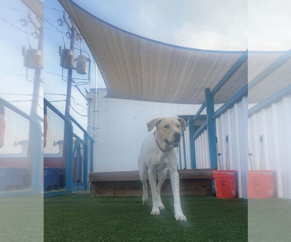 Medium Photo #4 Lab-Pointer Puppy For Sale in San Antonio, TX, USA