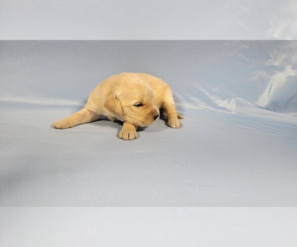 Medium Photo #35 Golden Retriever Puppy For Sale in BLACK FOREST, CO, USA
