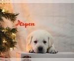 Small Photo #8 Labrador Retriever Puppy For Sale in LOGAN, UT, USA