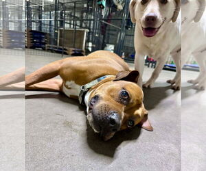 Bartholomew Cubbins - Male Boxer-Unknown Mix Dog for Adoption - Photo #3