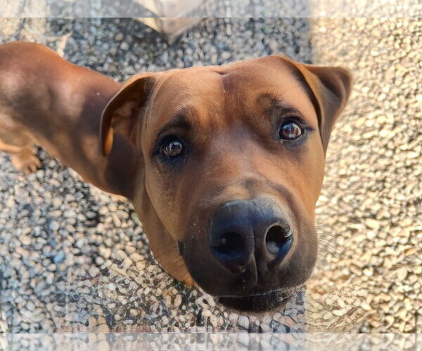 Medium Photo #17 American Pit Bull Terrier-Unknown Mix Puppy For Sale in Woodbury, NY, USA