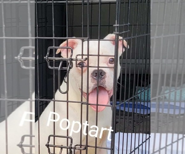 Medium Photo #1 Bullboxer Pit Puppy For Sale in Wenonah, NJ, USA