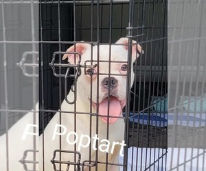 Bullboxer Pit Dogs for adoption in Wenonah, NJ, USA