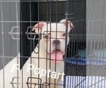Small Bullboxer Pit