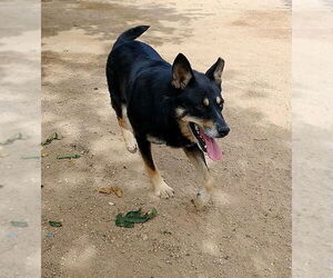 Hunter - Male Australian Kelpie Dog for Adoption - Photo #7
