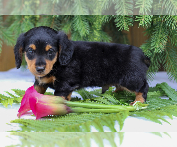 Medium Photo #7 Dachshund Puppy For Sale in GOSHEN, IN, USA