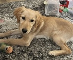 Small Photo #1 Golden Retriever Puppy For Sale in REDLANDS, CA, USA