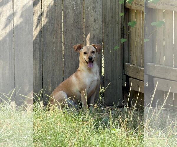 Medium Photo #3 Feist Terrier-Rat Terrier Mix Puppy For Sale in Jackson, MS, USA
