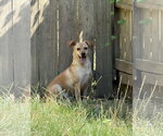 Small #2 Feist Terrier-Rat Terrier Mix