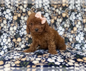 Cavapoo (Miniature) Puppy for sale in LAKELAND, FL, USA