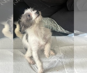 Jack Russell Terrier Puppy for sale in ATLANTA, GA, USA