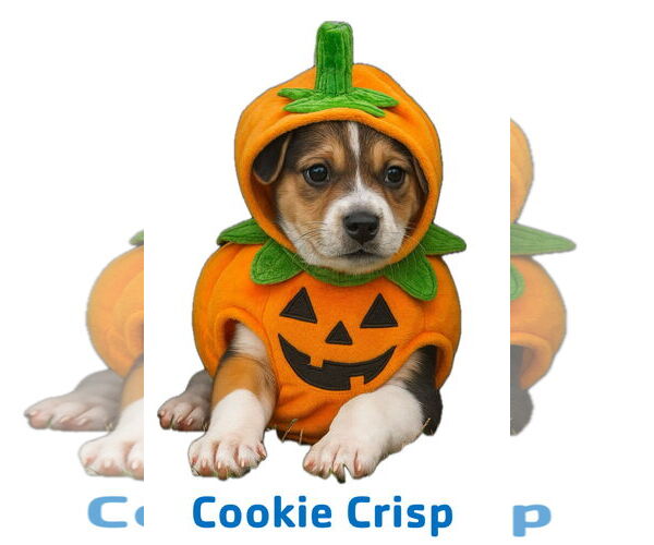 Medium Photo #2 Labrador Retriever-Unknown Mix Puppy For Sale in Garner, NC, USA