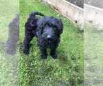 Puppy Shadow Miniature Labradoodle