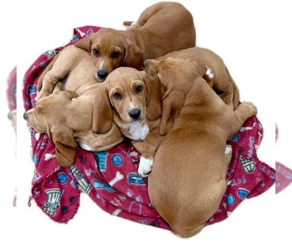 Medium Photo #1 Basset Hound Puppy For Sale in CENTRALIA, WA, USA