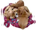 Small Photo #1 Basset Hound Puppy For Sale in CENTRALIA, WA, USA