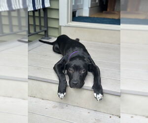American Pit Bull Terrier-Labrador Retriever Mix Dogs for adoption in Oakhurst, NJ, USA