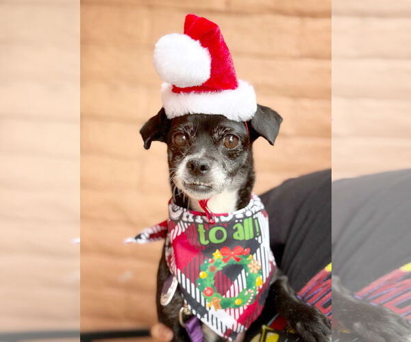 Medium Photo #3 Chihuahua Puppy For Sale in Pittsburg, CA, USA