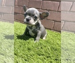 Small Photo #72 French Bulldog Puppy For Sale in JACKSONVILLE, FL, USA