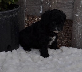 Cavapoo Puppy for sale in ATWOOD, IL, USA