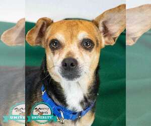 Cheagle Dogs for adoption in Kennesaw, GA, USA