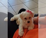 Small Photo #5 Bichon Frise Puppy For Sale in JURUPA VALLEY, CA, USA