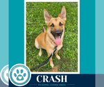Small German Shepherd Dog