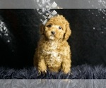 Small Photo #2 Poodle (Miniature) Puppy For Sale in WARSAW, IN, USA