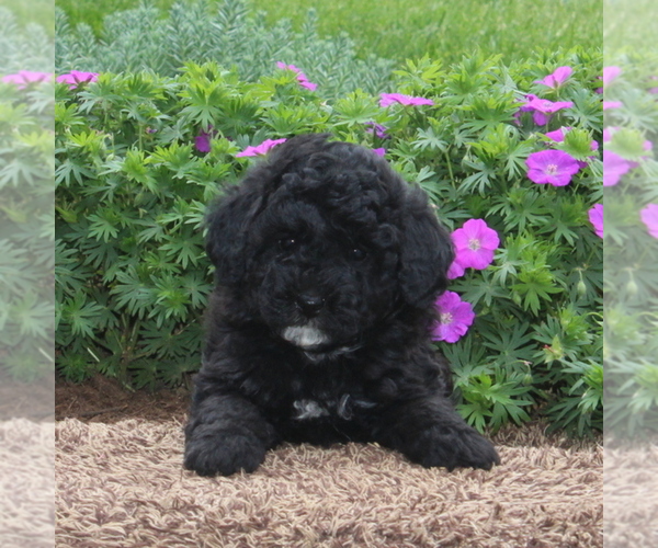 Medium Photo #1 Poodle (Miniature)-Sheepadoodle Mix Puppy For Sale in STRASBURG, PA, USA