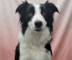 Mother of the Border Collie puppies born on 10/23/2022
