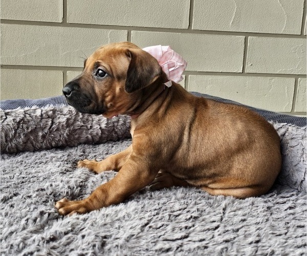 Medium Photo #29 Rhodesian Ridgeback Puppy For Sale in BUMPASS, VA, USA