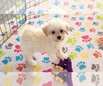 Small Maltipoo (Toy)