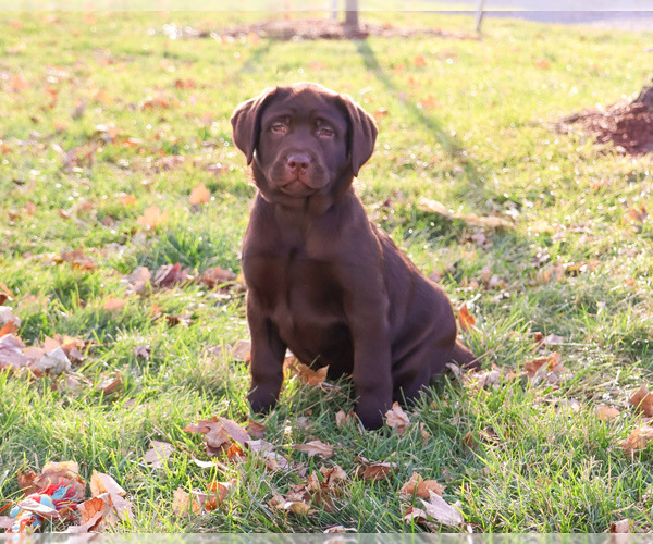 Medium Photo #3 Labrador Retriever Puppy For Sale in SYRACUSE, IN, USA