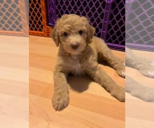 Goldendoodle Puppy for sale in PASADENA, CA, USA
