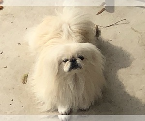 Father of the Pekingese puppies born on 04/14/2022