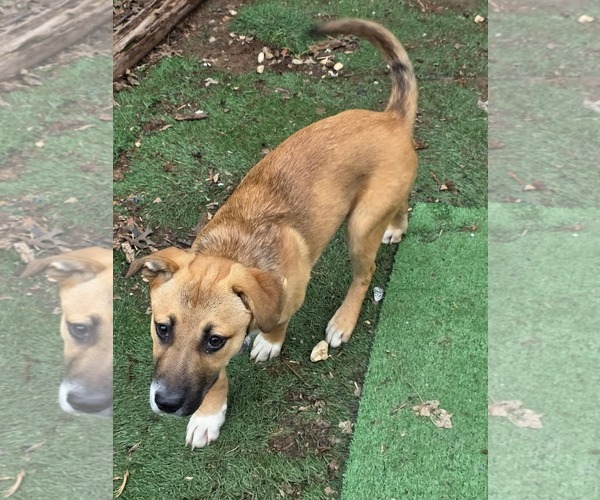 Medium Photo #2 Mutt Puppy For Sale in Overland Park, KS, USA
