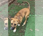 Small #1 Mutt