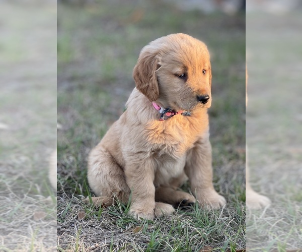Medium Photo #7 Golden Retriever Puppy For Sale in BROOKSVILLE, FL, USA