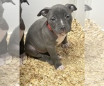 Small #17 American Bully