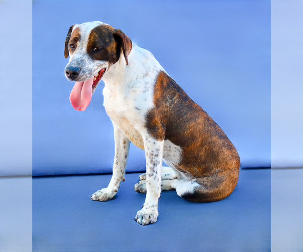 Medium Photo #2 Pointer-Unknown Mix Puppy For Sale in Pasadena, CA, USA
