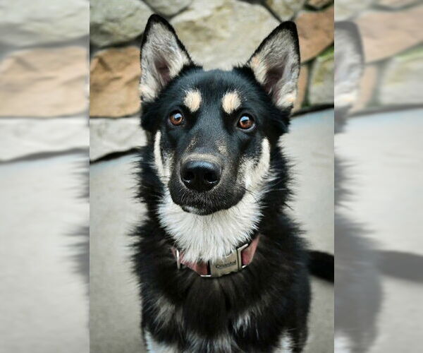 Medium Photo #2 German Shepherd Dog-Unknown Mix Puppy For Sale in Sacramento, CA, USA